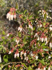 Vaccinium myrsinites