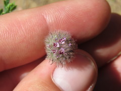 Trifolium albopurpureum