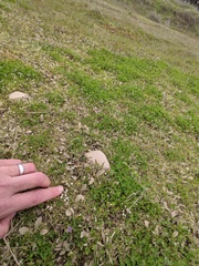 Plagiobothrys humistratus