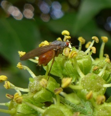 Tephrochlamys rufiventris