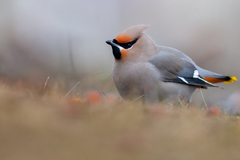 Bohemian Waxwing photo 3