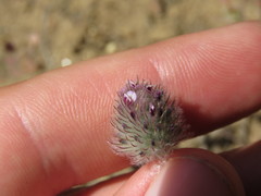 Trifolium albopurpureum