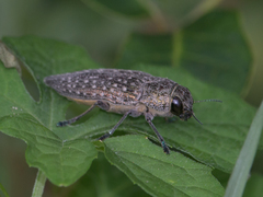 Dicercini
