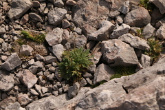 Papaver alpinum