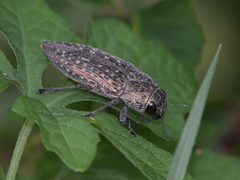 Dicercini