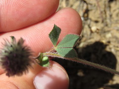 Trifolium albopurpureum