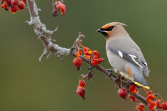 Bohemian Waxwing photo 2