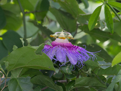 Passiflora cincinnata