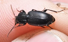 Pterostichus mutus