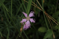 Dianthus sternbergii