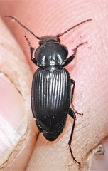 Pterostichus mutus