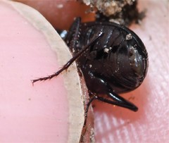 Pterostichus mutus