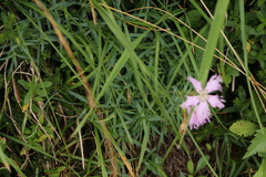 Dianthus sternbergii