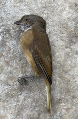 Pachycephala olivacea