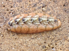 Bassethullia matthewsi