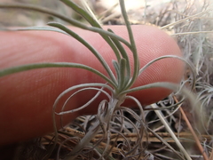 Erigeron linearis