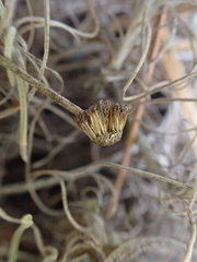 Erigeron linearis