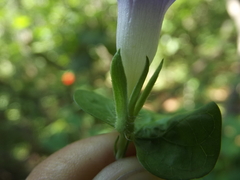 Ipomoea meyeri