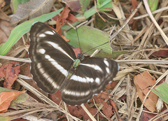 Neptis nashona