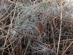 Erigeron linearis