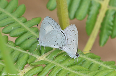 Celastrina argiolus
