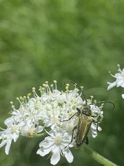 Lepturobosca chrysocoma