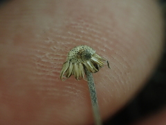 Erigeron linearis