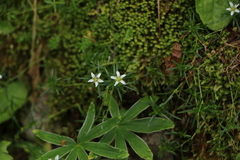 Moehringia ciliata