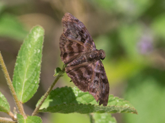 Pellicia