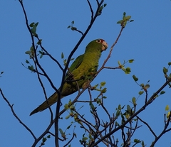 Psittacara mitratus