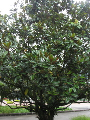 Magnolia grandiflora