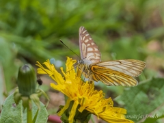 Tatochila xanthodice