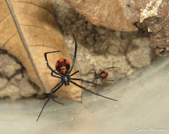 Latrodectus curacaviensis