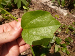 Passiflora auriculata