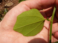Passiflora auriculata