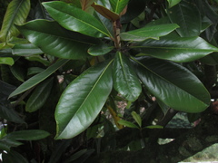 Magnolia grandiflora
