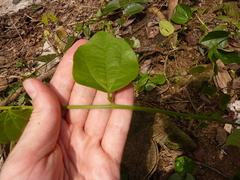 Passiflora auriculata