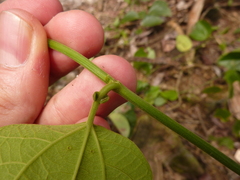 Passiflora auriculata