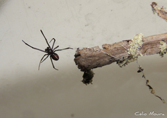 Latrodectus curacaviensis