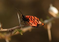 Acraea zetes