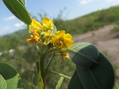 Senna uniflora