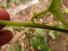 Passiflora auriculata