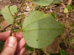 Passiflora auriculata