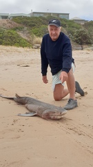 Notorynchus cepedianus