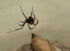 Latrodectus curacaviensis