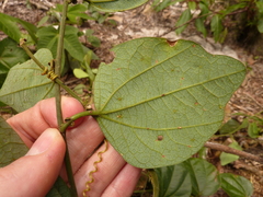 Passiflora auriculata
