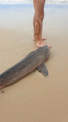 Notorynchus cepedianus