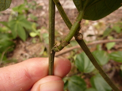 Passiflora auriculata