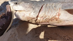 Notorynchus cepedianus