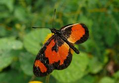 Acraea bonasia